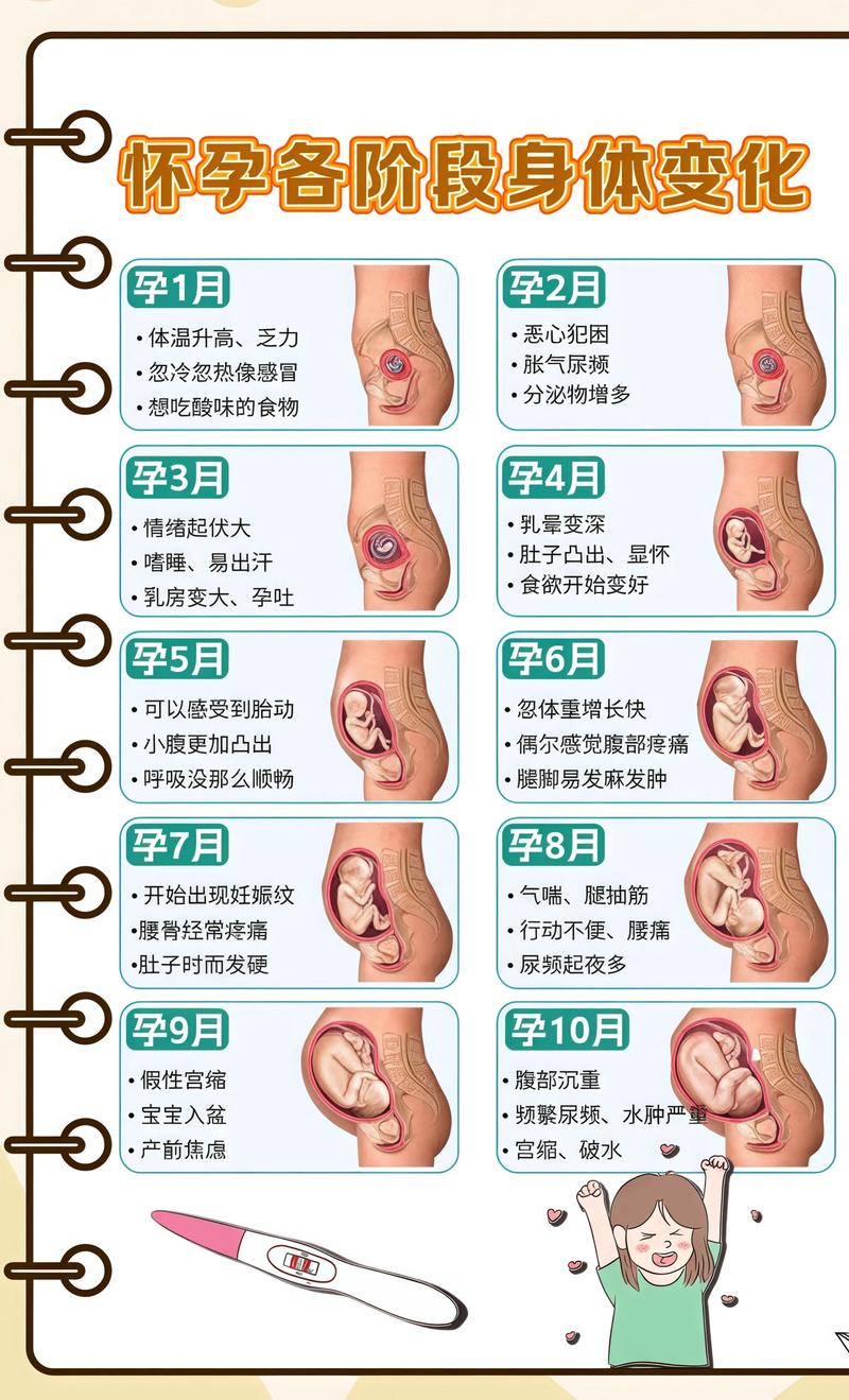 揭秘供卵代孕妈妈怀孕小腹分两节，孕期变化的奥秘哈密代生机构: